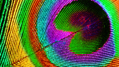 Multicolor feathers rainbows