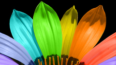 Multicolor flower petals