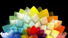 Multicolor flower petals