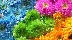 Multicolor Flowers