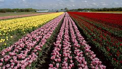 Multicolor Flowers fields tulips