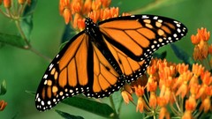 Multicolor Flowers insects Butterflies