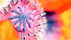 Multicolor Flowers macro