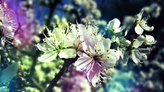 Multicolor Flowers macro