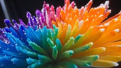 Multicolor Flowers rainbows