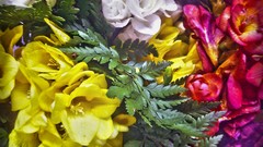 Multicolor Flowers spring