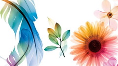 Multicolor Flowers white background