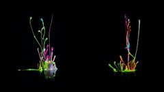 Multicolor fluid abstract