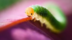 Multicolor insects caterpillars macro