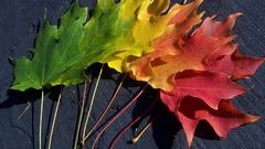 Multicolor leaves spectrum macro