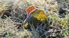 Multicolor leaves spring fallen