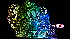 Multicolor Leopards colors