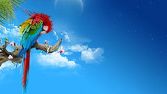 Multicolor moon Parrots skyscapes