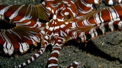 Multicolor octopuses underwater
