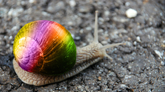 Multicolor snails
