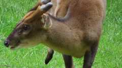 Muntjak barking deer Animals