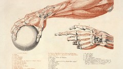 Muscles infographics