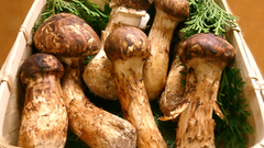 Mushroom matsutake champignons pilze