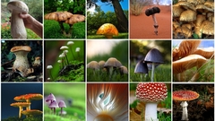 Mushroom mosaic high