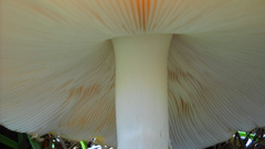 Mushroom mushrooms Don think