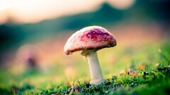 mushroom nature grass blurred Plants
