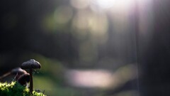 mushroom nature sunlight bokeh Plants closeup