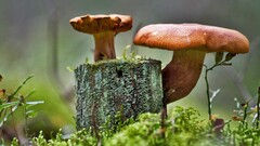 mushroom outdoors Wood Plants
