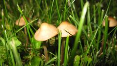 Mushroom wg does like