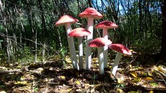 Mushrooms