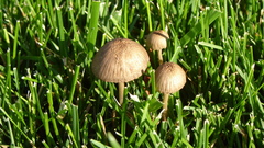 Mushrooms