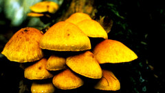 Mushrooms