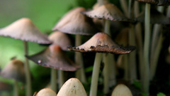 Mushrooms
