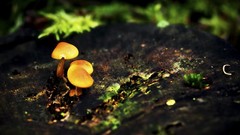 Mushrooms