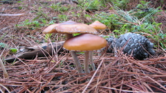 Mushrooms