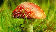 Mushrooms Amanita Muscaria