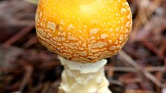 Mushrooms Amanita Muscaria