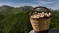 Mushrooms baskets