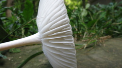 Mushrooms close-up nature