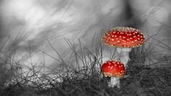 Mushrooms color splash