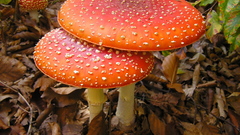 Mushrooms Fly Agaric Mushrooms
