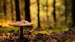 Mushrooms forests
