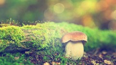 Mushrooms forests depth of field