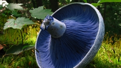 Mushrooms fungus lactarius indigo