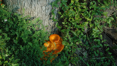 Mushrooms loebach high
