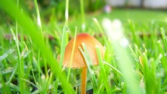 Mushrooms macro