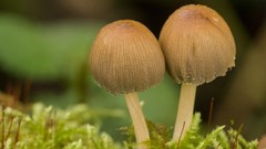 Mushrooms macro