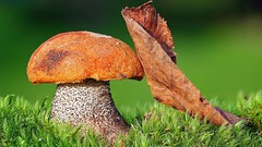 Mushrooms macro depth of