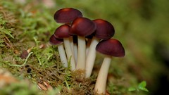 Mushrooms macro depth of