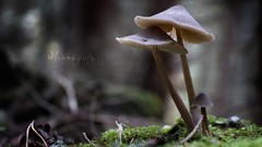 Mushrooms macro fungus