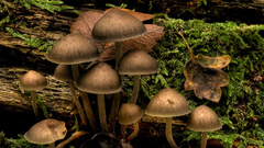 Mushrooms moss